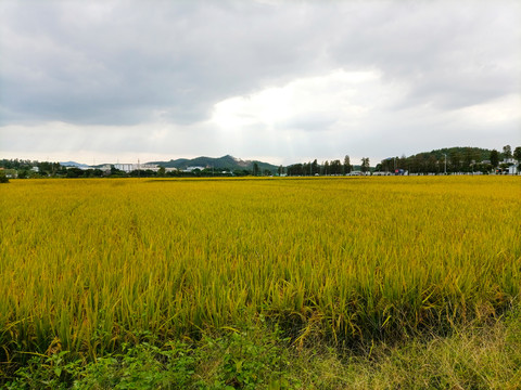 金黄色的稻田