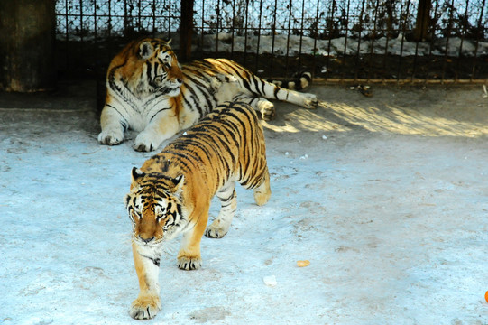 哈尔滨虎林园雪地里的两只东北虎