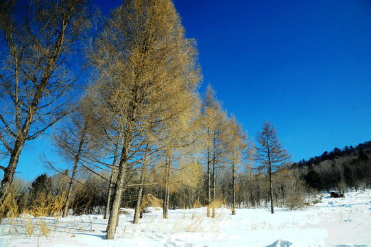 冬天蓝天下雪地里的金黄色树林