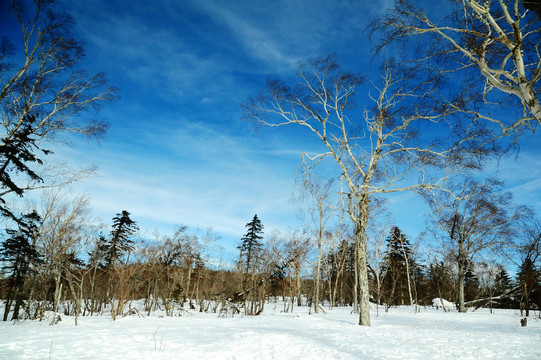 寒冬蓝天下的雪地和树林