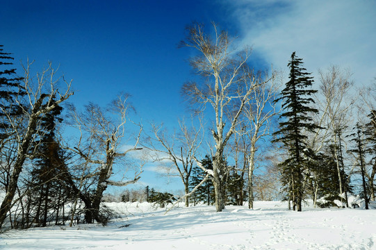寒冬蓝天下的雪地和树林
