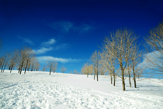 寒冬蓝天下的雪地和枯树