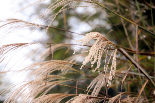 芦苇