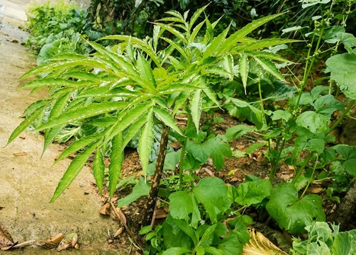 胆南星图片 植物图片图片