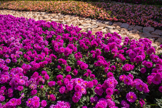 鲜花花坛