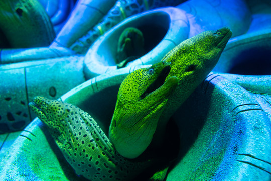 亚特兰蒂斯酒店水族馆