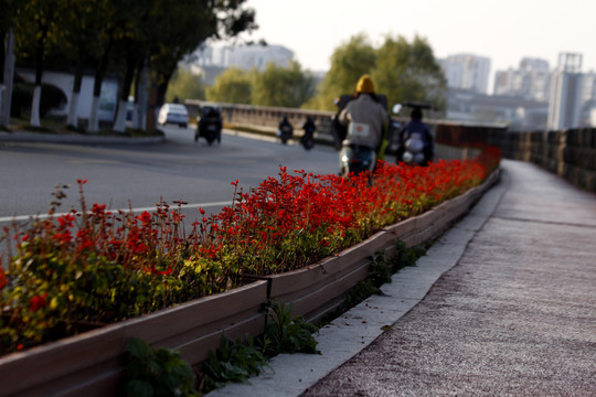 步行道边的红花