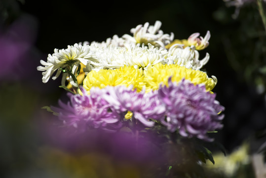 菊花