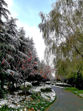 雪后的步道