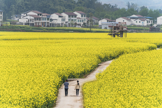 美丽乡村