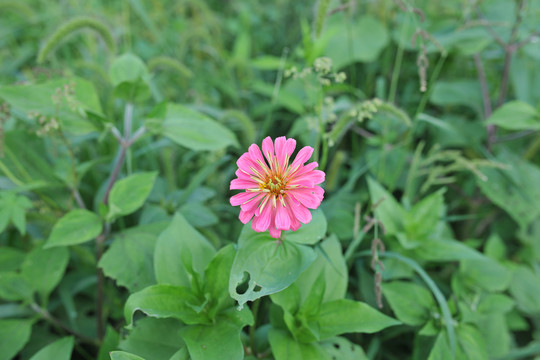 非洲菊