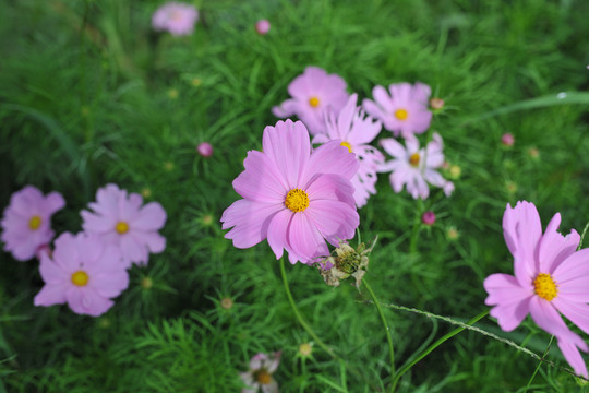 格桑花