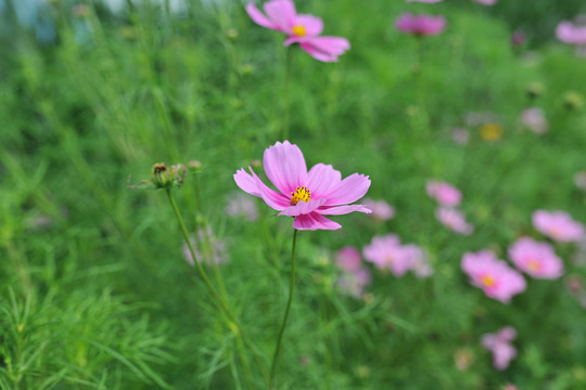 格桑花