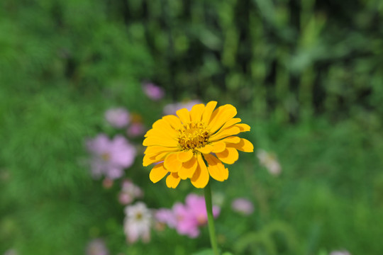 非洲菊