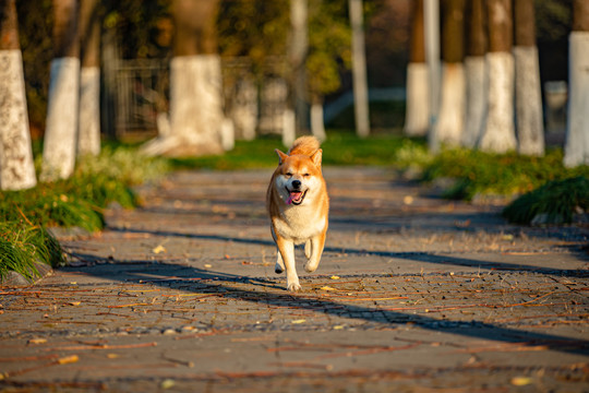 柴犬高清写真