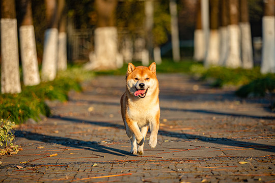 柴犬高清写真