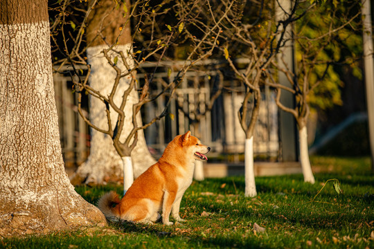 柴犬高清写真