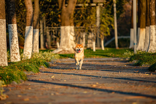 柴犬高清写真