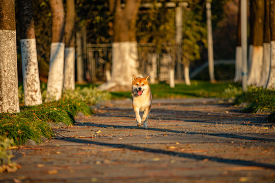 柴犬高清写真