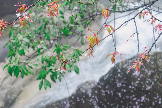 山间桃花摄影