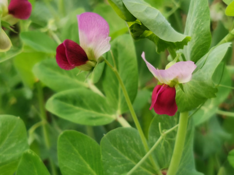 豌豆花