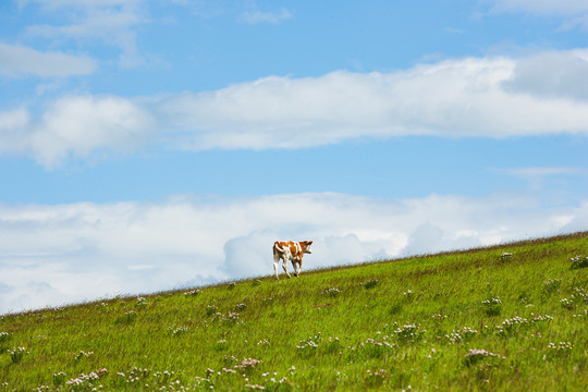 山坡草原小牛
