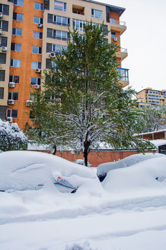 树枝上挂着雪的树与雪覆盖的车