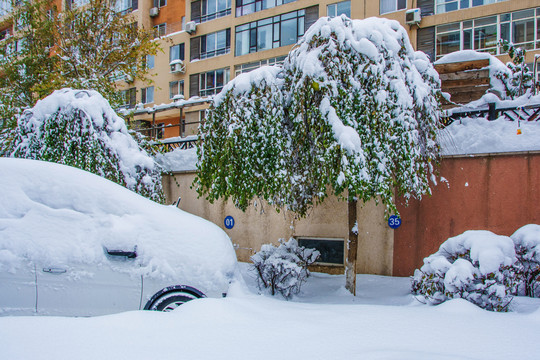 一棵挂着厚厚一层雪的树与车