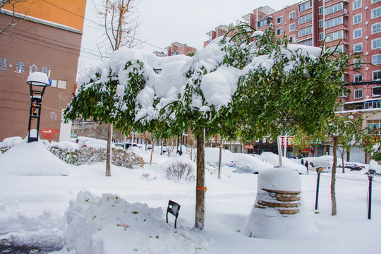 一棵挂着厚厚一层雪的树与住宅
