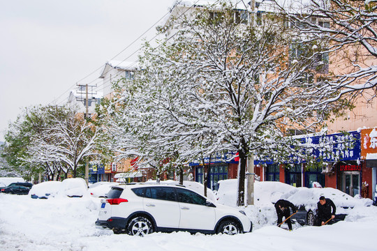 路边一排挂着雪的树与轿车雪地