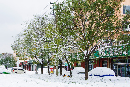 路边一排挂着雪的树与轿车住宅