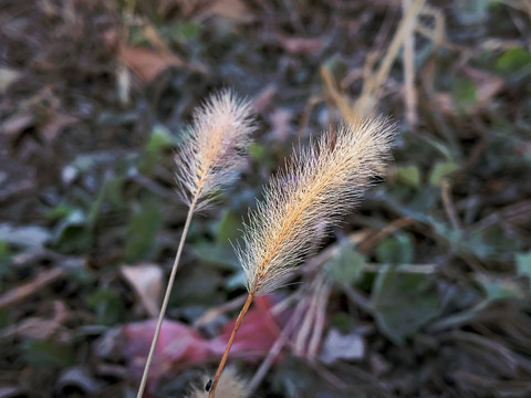 狗尾巴草