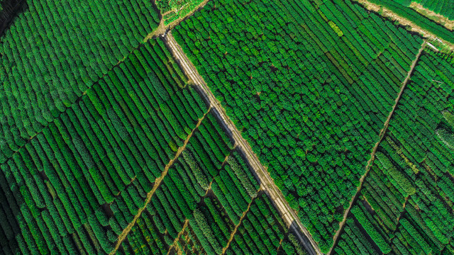 龙井茶园