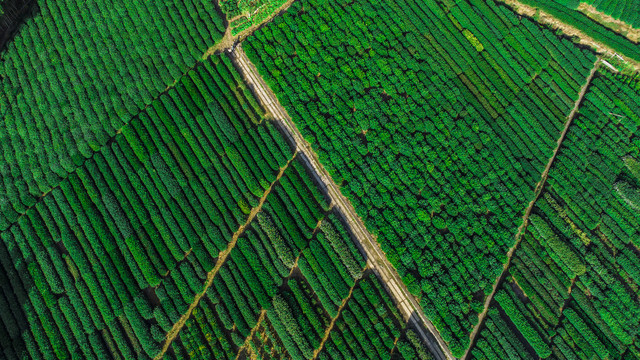 龙井茶园