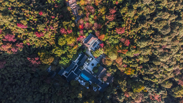秋色丛林