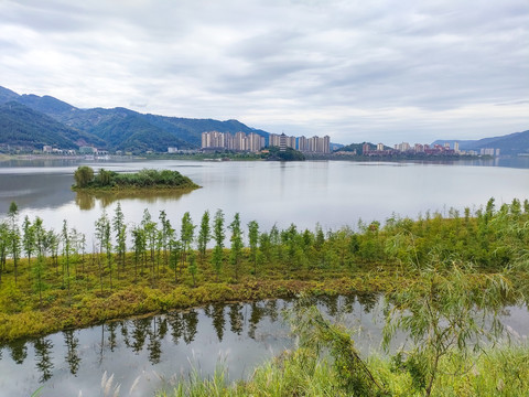 湖面水杉