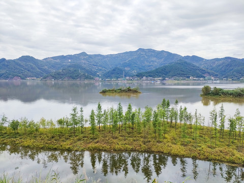 湖面水杉