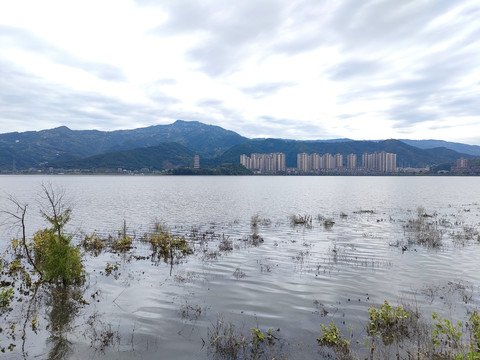 湖面水杉