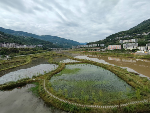 湖面水杉