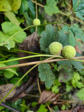 野棉花