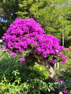 杜鹃花