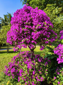 杜鹃花