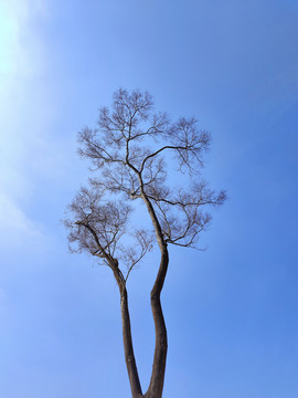 枯萎树枝