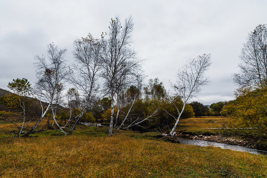 深秋河边白桦树