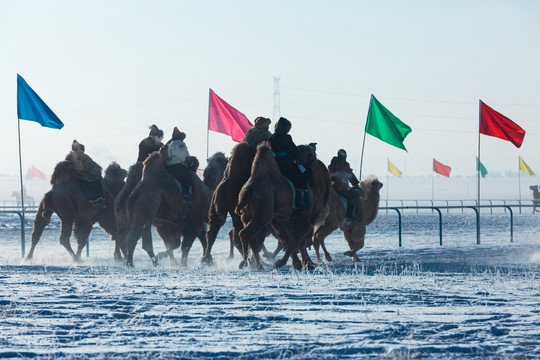 雪原冬季那达慕骑骆驼