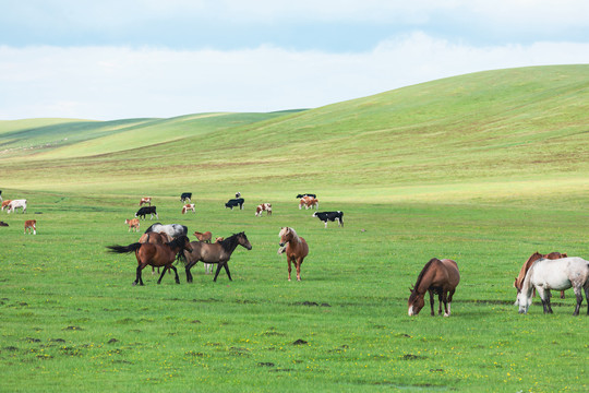 夏季草原牧场马群牛群