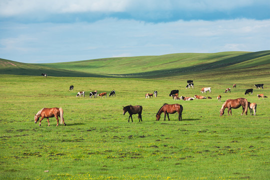 夏季草原牧场牛群马群