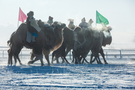 冬季那达慕骑骆驼蒙古族