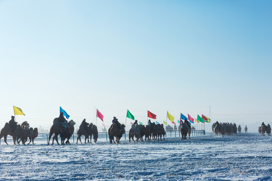 冬季草原那达慕骆驼队