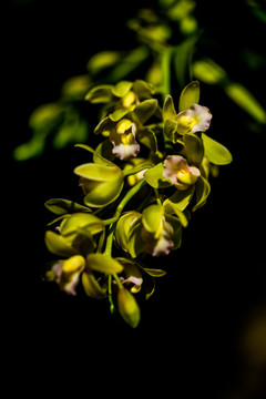 兰花